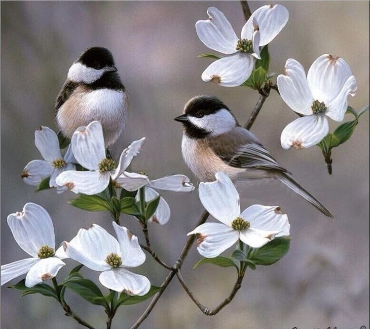 YumiFujii4's tweet photo. Beautiful bird…🦜🦜 https://t.co/5A0GsC9bln