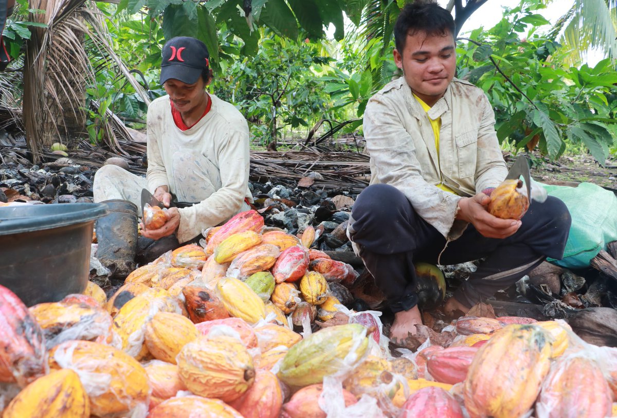 PhilstarNews's tweet photo. Davao City is now the Cacao Capital of the Philippines! 

The Department of Agriculture made the declaration on Tuesday, saying the city "continues to be the top producer of cacao beans for the entire region."

📷 Facebook/DENR Davao https://t.co/vqHT2APd94