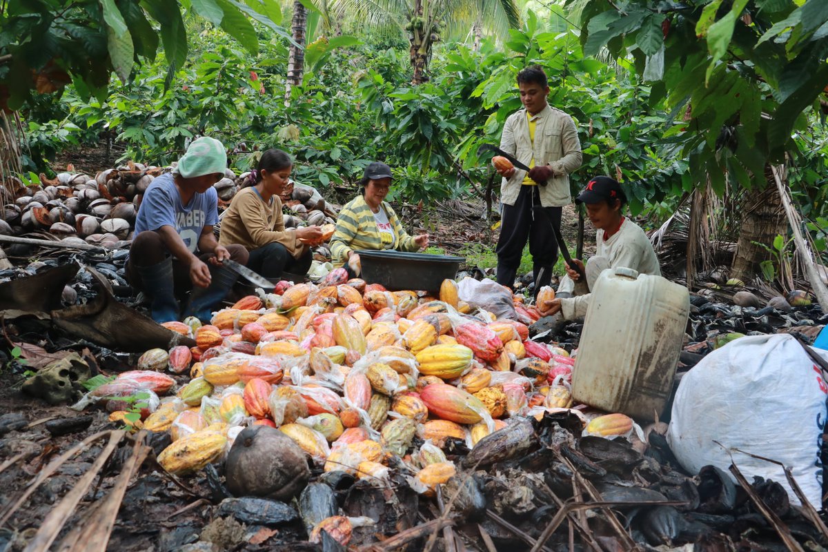 PhilstarNews's tweet photo. Davao City is now the Cacao Capital of the Philippines! 

The Department of Agriculture made the declaration on Tuesday, saying the city "continues to be the top producer of cacao beans for the entire region."

📷 Facebook/DENR Davao https://t.co/vqHT2APd94