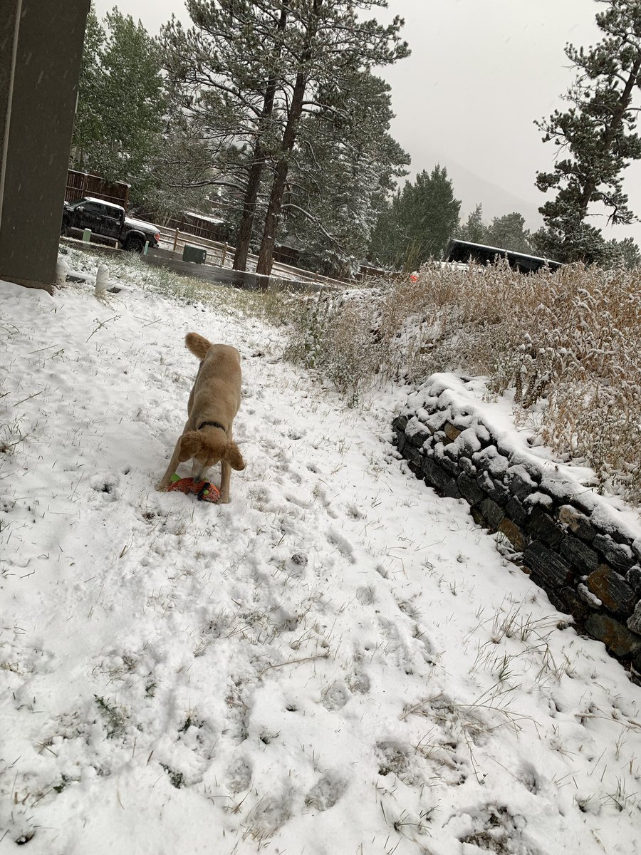 GigerIris's tweet photo. @jordana_brown Bye bye summer, indeed. At least my dogs got excited about the snow we had today! Greetings from Colorado 😉 https://t.co/2agZdQUSv4