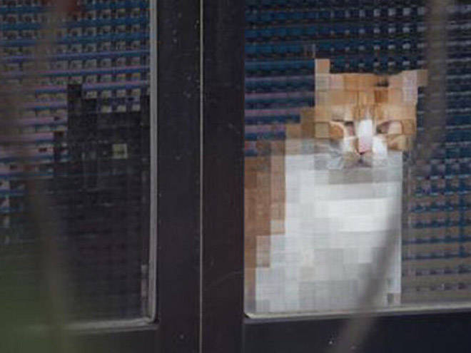 animals distorted by glass; a thread