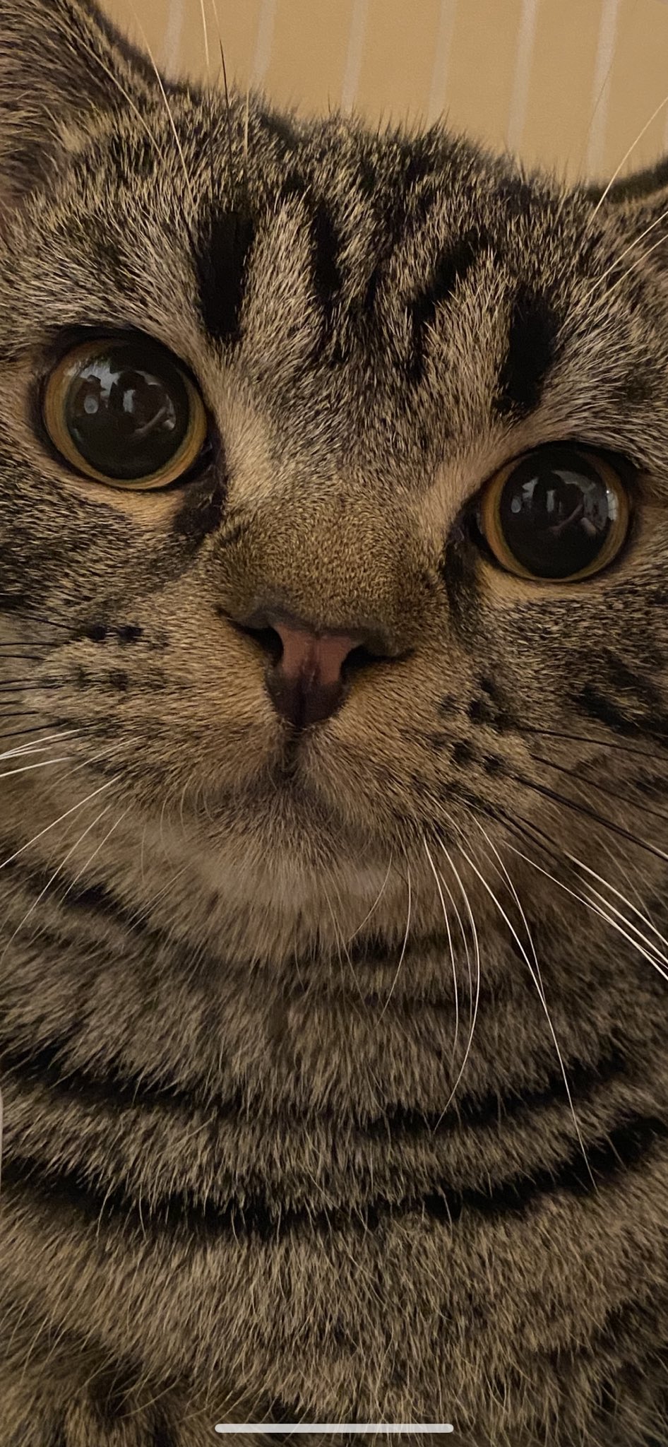 マック 檸檬 おでこに スマホの壁紙からこんにちは Say Hello From Iphone 猫ドアップ 壁紙選手権 猫 猫がいる幸せ 猫好きな人と繋がりたい 猫のいる暮らし Cat Cats Caturday Catwallpaper Wallpaper T Co Fkct86gfb3 Twitter