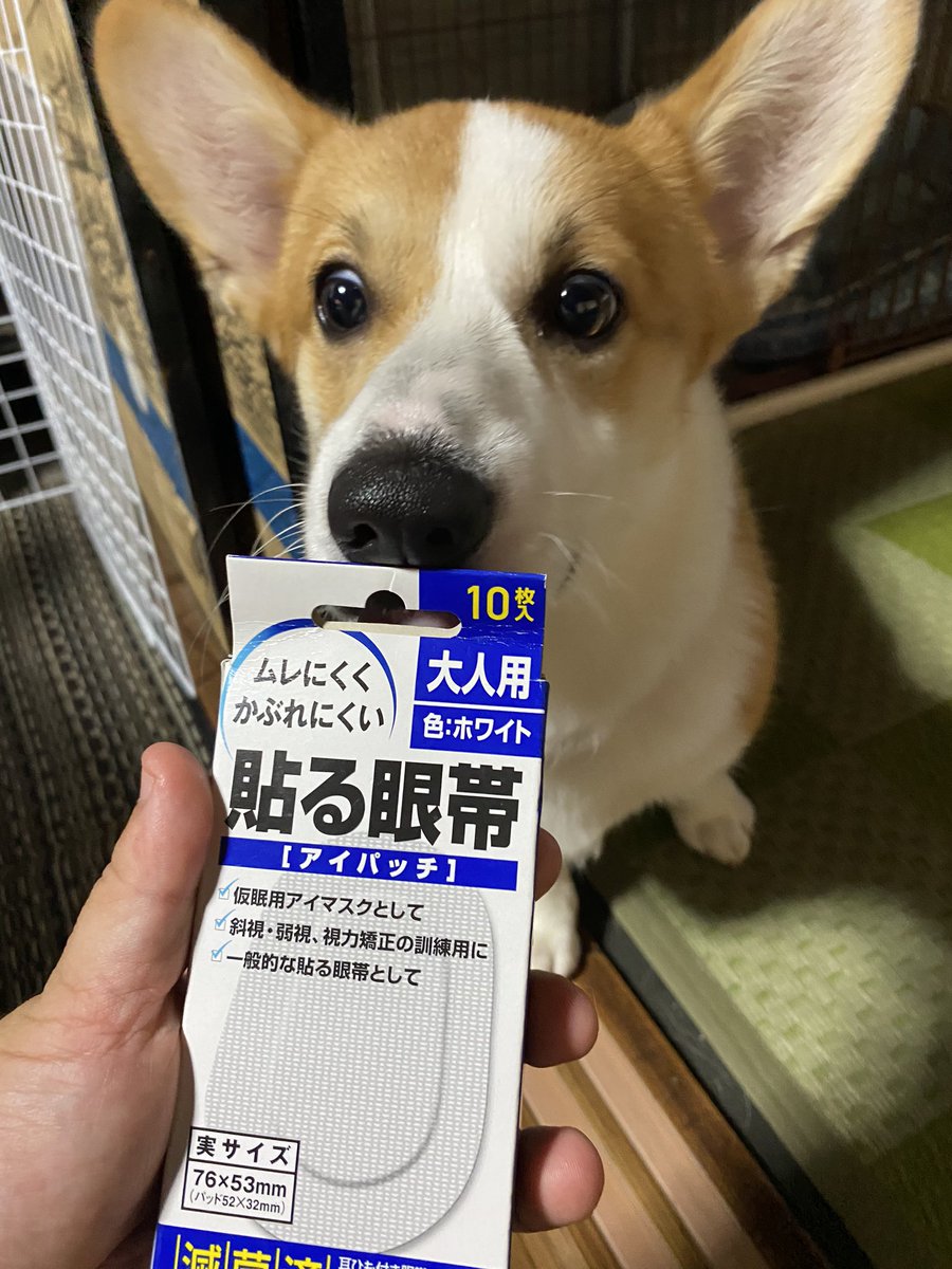 تويتر ダイナマイト ママ على تويتر Ma Mecco 主さま 休ませてね 一番の邪魔は畳かなゴザかな ホリホリ ホリホリ ᴗ ﾆﾔｯ ダイナにやられて実家は穴だらけ