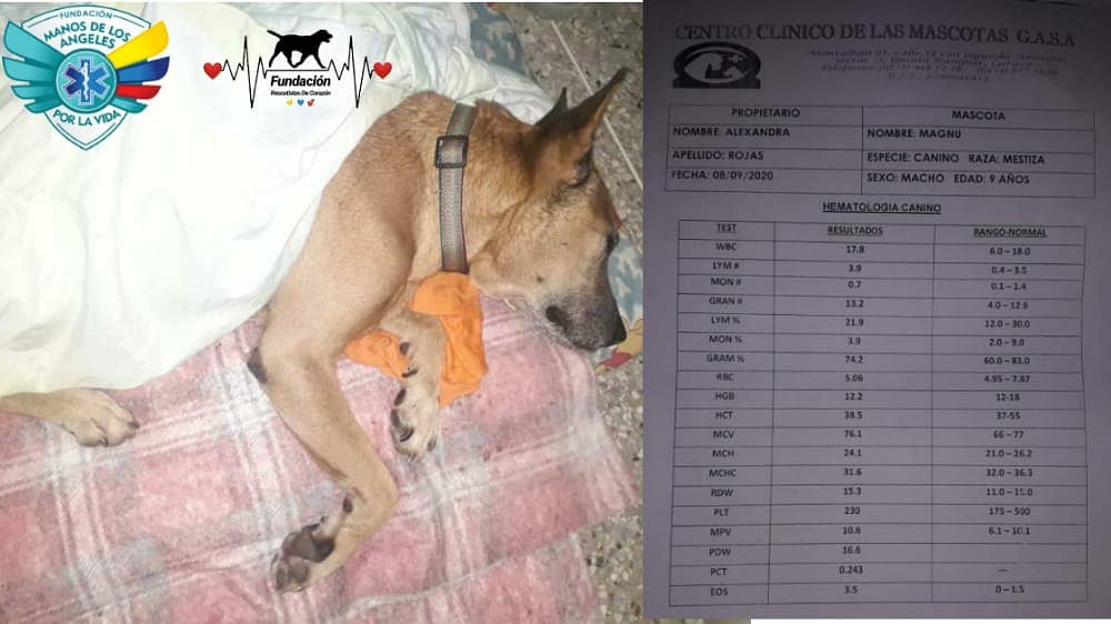 RescatidCorazon's tweet photo. @rescatiDCorazon & @manosdelosangeles llevamos al Veterinario a #Magun a nuestro peludo fue evaluado por el veterinario, les hicieron examenes de sangre saliendo todos sus valores bien, en vista de esto se procedió a realizar examenes de química dónde nos entregan los resultados https://t.co/wDnhmefnML