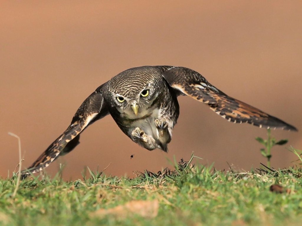  @natgeo  @Avibase  @ThePhotoHour  @NatureIn_Focus  @SanctuaryAsia #IndiAves  #birds  #birdwatching  #birdphotography  #nature  #BBCWildlifePOTD  #WildlifePhoto  #WeekendWilds My brother clicked more action http://facebook.com/profile.php?id … http://instagram.com/atuljain67?igs …