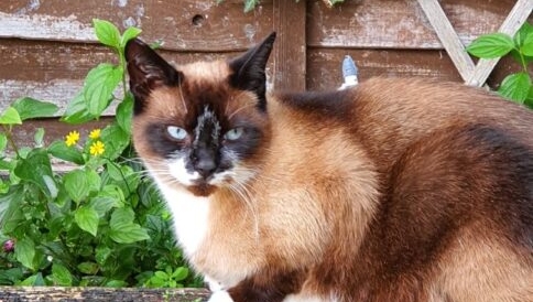 RuthyDoolittle's tweet photo. Cats wouldn’t catch 15 mice and lay them out, just in case they’re hungry later on. So, leaving biscuits down for them to graze on all day doesn’t actually help replicate a natural way to eat, especially if they’re prone to being a bit greedy or in the past have gone without. https://t.co/GuqtFIesJm