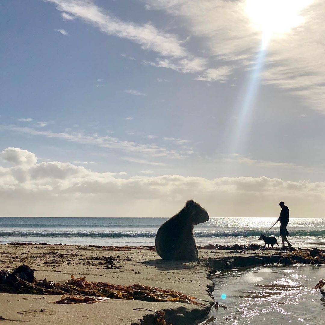 Australia (@australia) on Twitter photo Spotted: Giant koala making a splash at Apollo Bay 🤭🐨 
How lucky was IG/vanessa_snap_happy to see this furry fellow soaking up some beach scenery in the <a href="/VstGreatOceanRd/">The Great Ocean Road</a> region of #Victoria.
#seeaustralia Spotted: Giant koala making a splash at Apollo Bay 🤭🐨 
How lucky was IG/vanessa_snap_happy to see this furry fellow soaking up some beach scenery in the <a href="/VstGreatOceanRd/">The Great Ocean Road</a> region of #Victoria.
#seeaustralia
