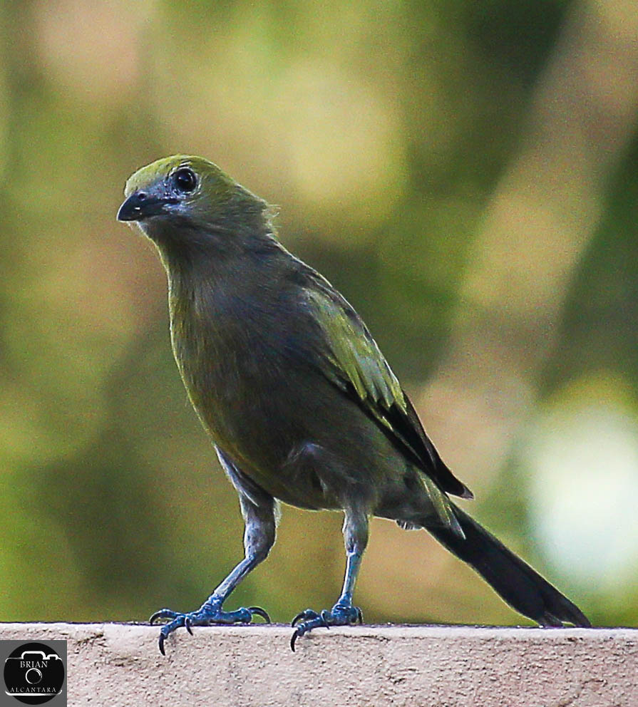 bri_alcan's tweet image. Spotted this guy very early this morning. He was watching me pour my java.
#birdiepal #javadate #trinimaco