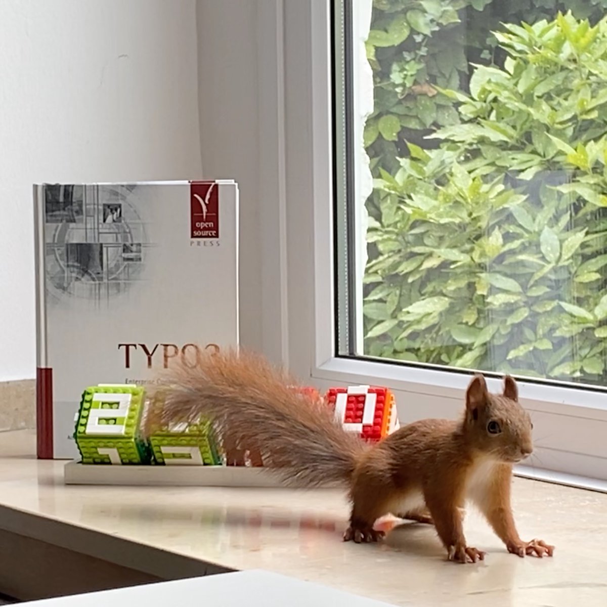 Überraschungsbesuch in der #Köln|er Innenstadt: Nach 6 Monaten Home-Office übernimmt jetzt die Natur die leeren Plätze im #mehrwert-Büro und arbeitet sich auch direkt ins Thema #TYPO3 ein…