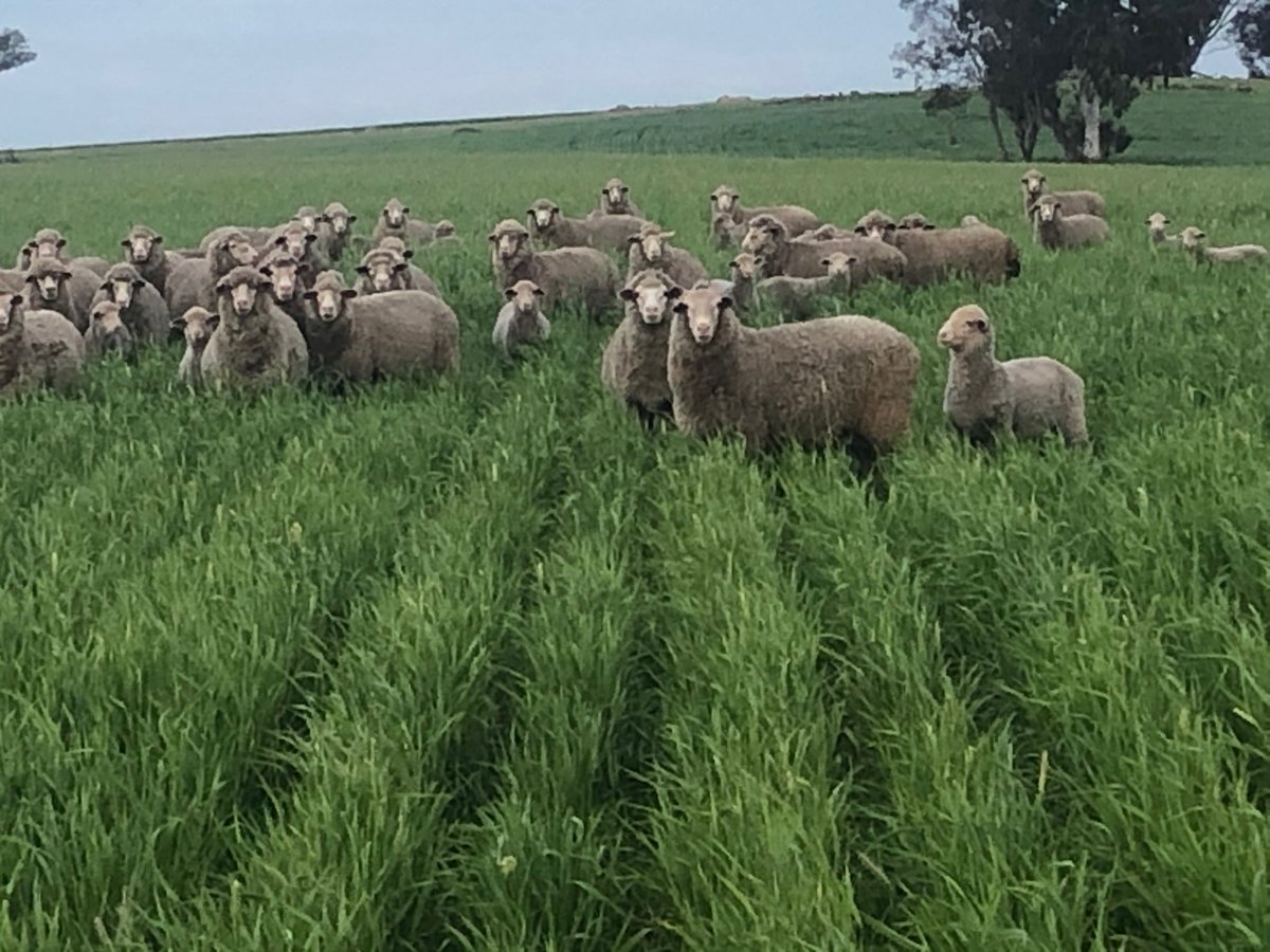 Kane Page tweet media