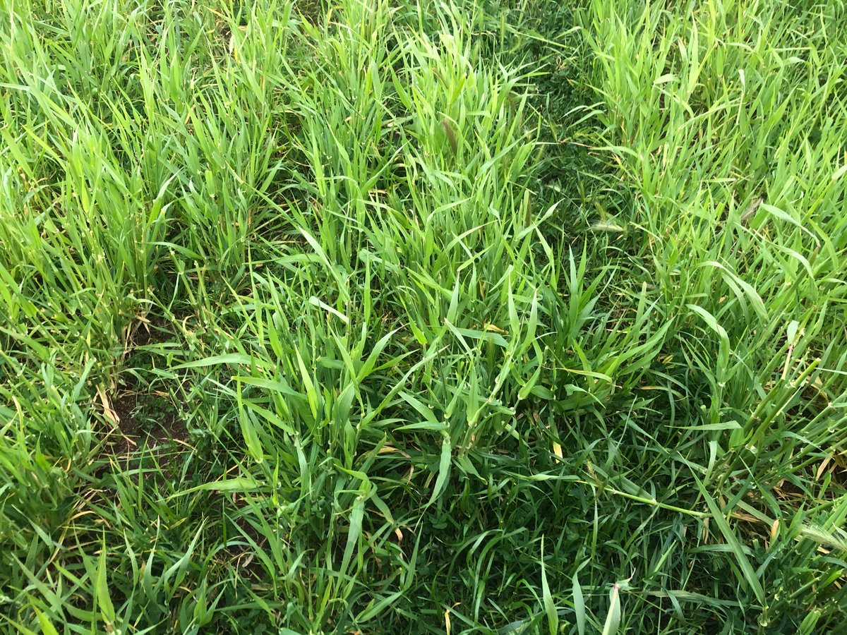 Kane Page tweet media