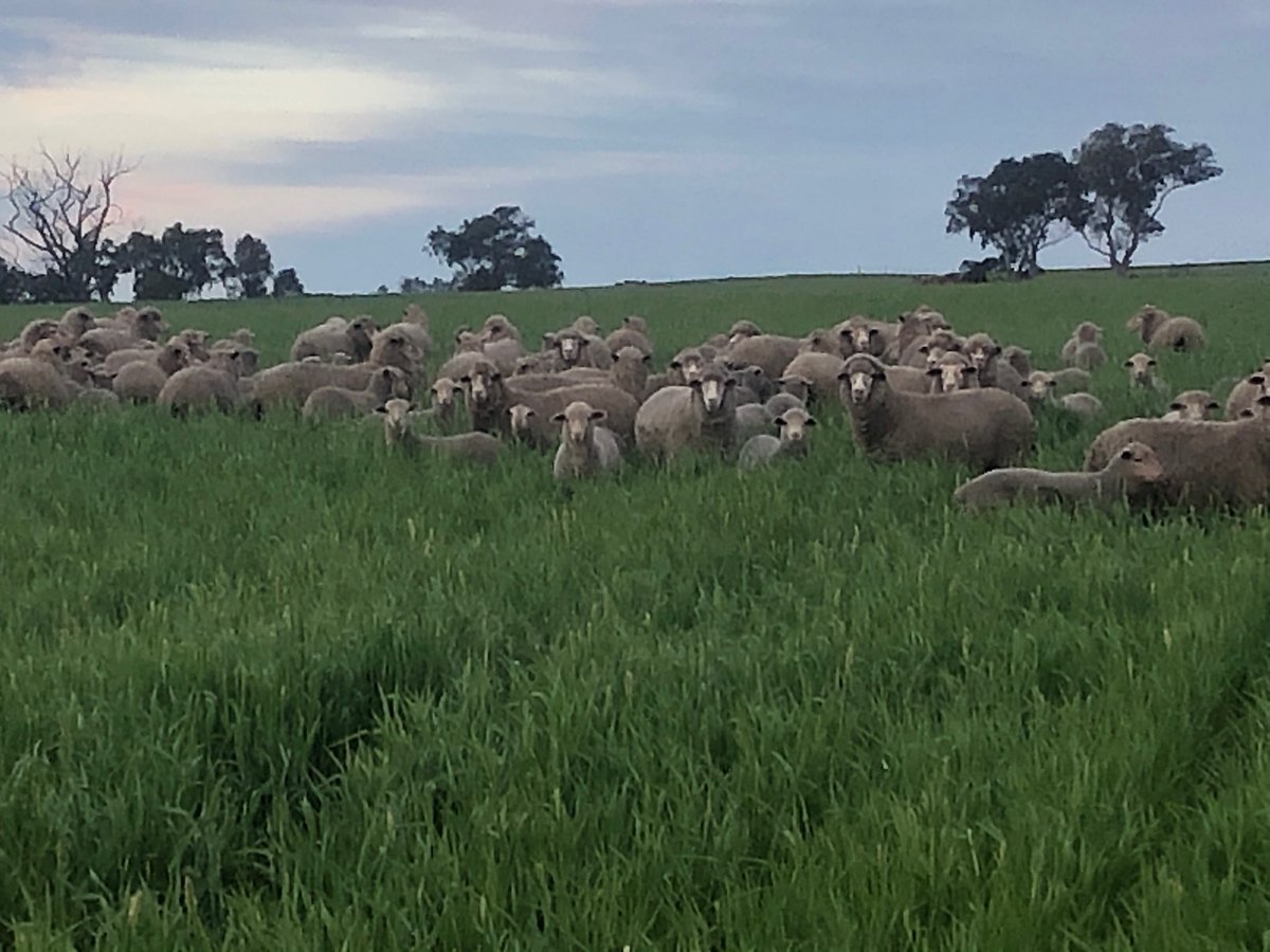 Kane Page tweet media