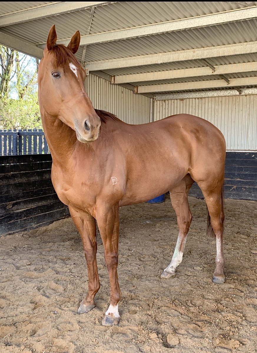 BillAidonis's tweet photo. Good god.😳 Look who’s back and looking like a movie star!! Gosh, our handsome boy looks incredible after his break. All 627kg of him. #Imtellingya #bigbadmal #whatabeast @YargiRacing @ajbloodstock 💙💜🖤 https://t.co/oUTTZVC8X5