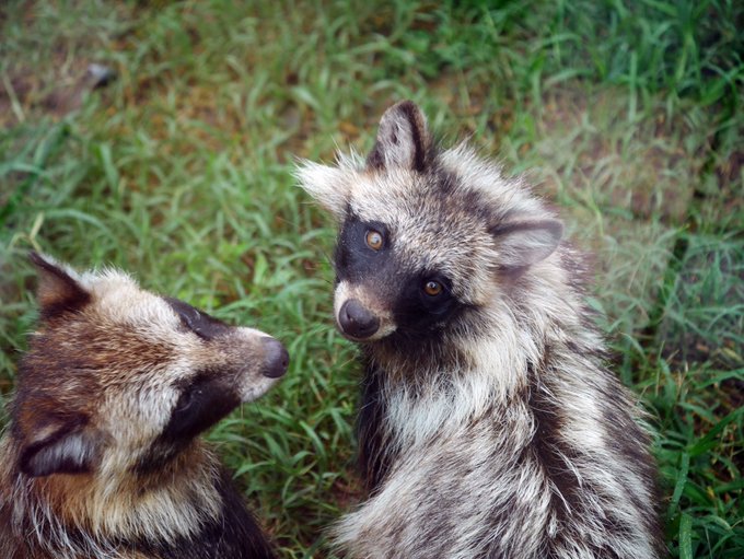 ホンドダヌキのtwitterイラスト検索結果 ホンドダヌキのtwitterイラスト検索結果