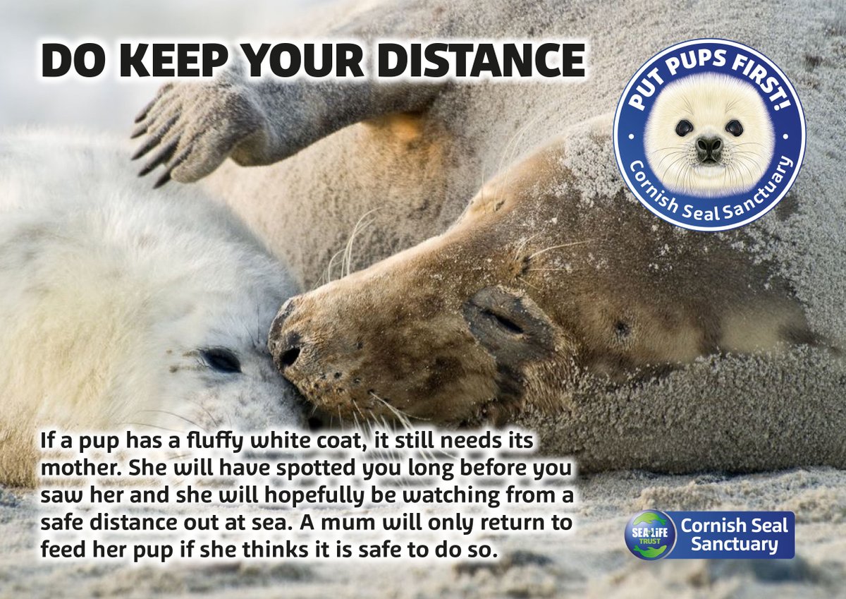 Seal_Sanctuary's tweet photo. Each week, we will be sharing important information on what to do if you come across a seal pup as part of our #putpupsfirst campaign. https://t.co/12XW1Ii2KJ