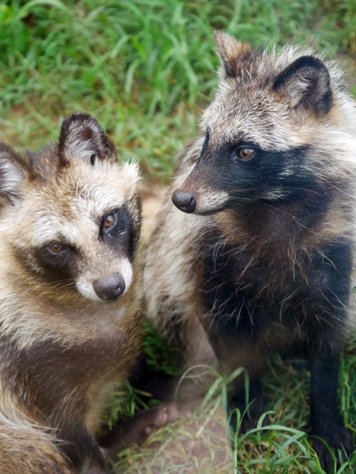 ホンドダヌキのtwitterイラスト検索結果 ホンドダヌキのtwitterイラスト検索結果