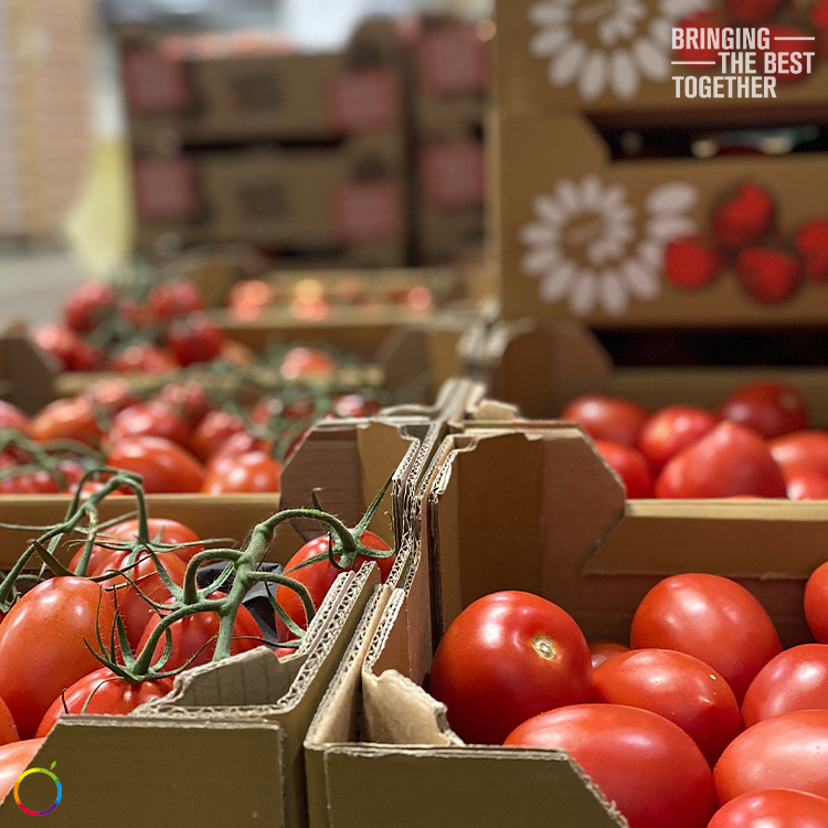 This week we focus on the Plum tomato!  The plum part of the name reflects their oval shape. The exceptional sweet and spicy flavour makes them excellent to use in soups and sauces.
.
.
#Levarht #bringingthebesttogether #Levarhtspotlight #tomato #tomatoes #plumtomato
