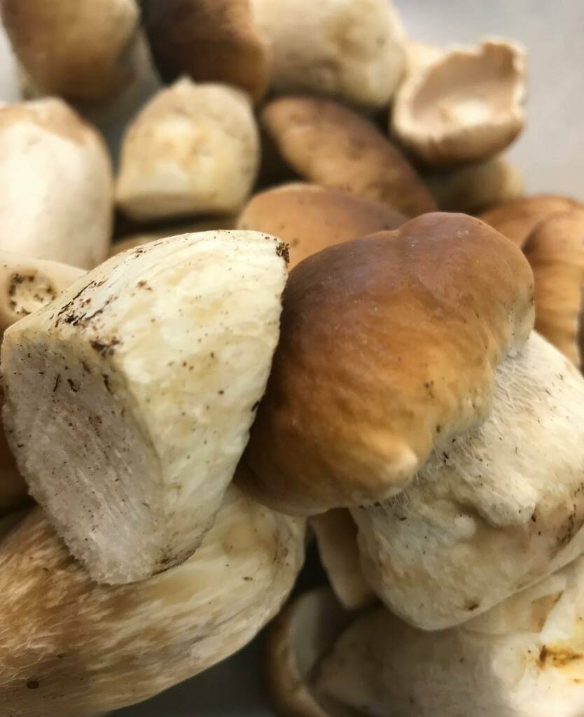 ratales's tweet photo. On today’s menu! #ceps #ontoast #local https://t.co/3AQkLfsv4i https://t.co/owFwFt29mn