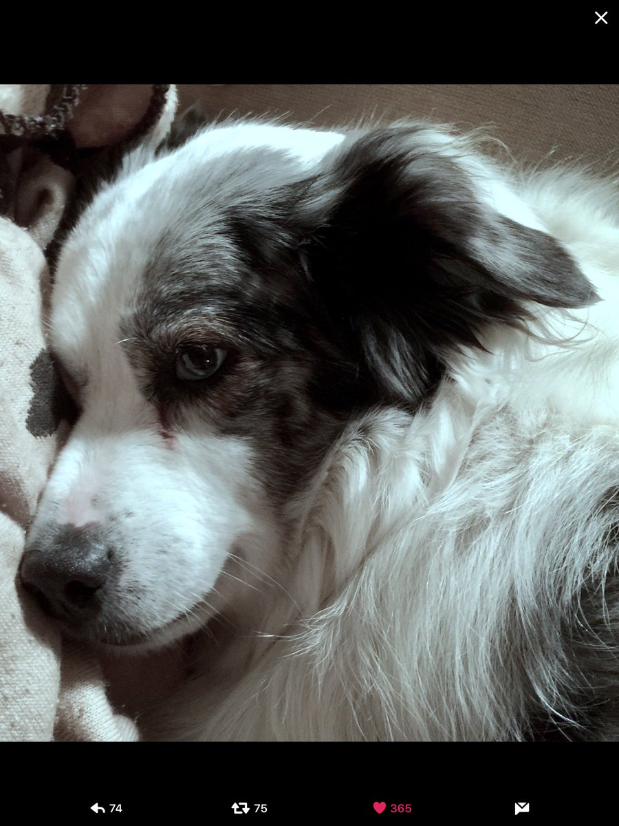 ⁦<a href="/SawyerFrdrx/">Sawyer Fredericks</a>⁩ I saved this picture of your dog, Susie from 2017. It was beautiful. It made me wonder what she was thinking.