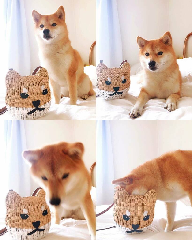 iamlazykat's tweet photo. How cute is this Shiba Inu bag ? It looks like @nanamithedoge 🐕
By @keora_keora 🦊❤️
.
.
.
#keorakeora #shibainubag #shibasofinstagram #shibalove #shibastagram #shibadog #shibafans #shibafrance #shibafashion #japanesefashion https://t.co/u7bv2dxfKS https://t.co/RdFlyaDE40