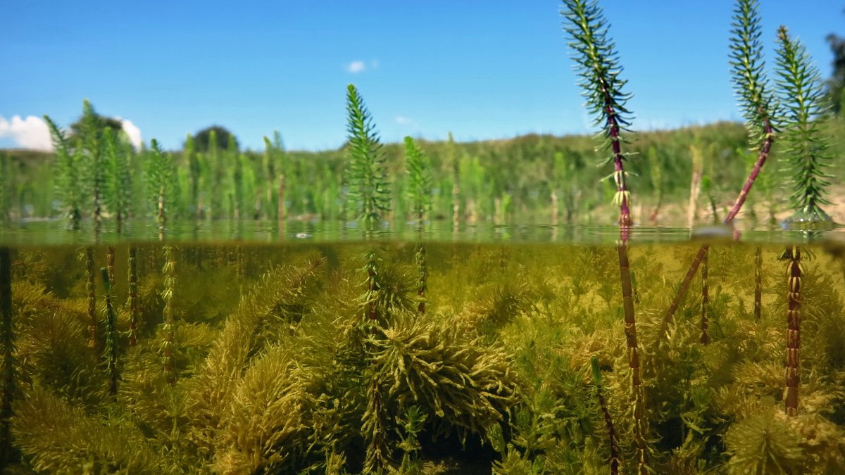 FBL_UCPH's tweet image. Work started ten years ago bore fruit today in the form of a new paper entitled “Global patterns of the leaf economics spectrum in wetlands". It is solid work based on 365 species in 151 studies. See below for details. 
nature.com/articles/s4146…
#wetlands #plantbiology