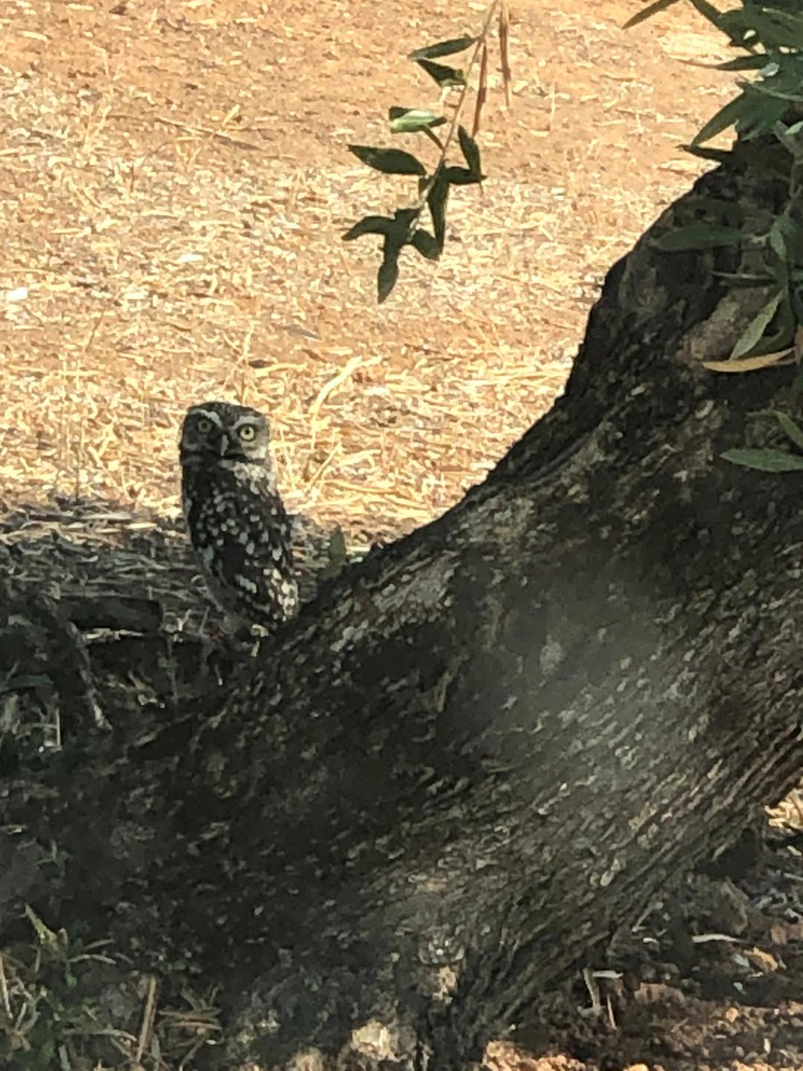 Ayer, pudimos fotografiar a uno de los mochuelos liberados en la "Casa de vida" en la que convertimos un antiguo transformador eléctrico del olivar de <a href="/Dominus_AOVE/">Dominusvirgenextra</a>.
Le va bien por los #OlivaresVivos 😊
#MásQueAceitunas
❤️❤️🦉❤️❤️