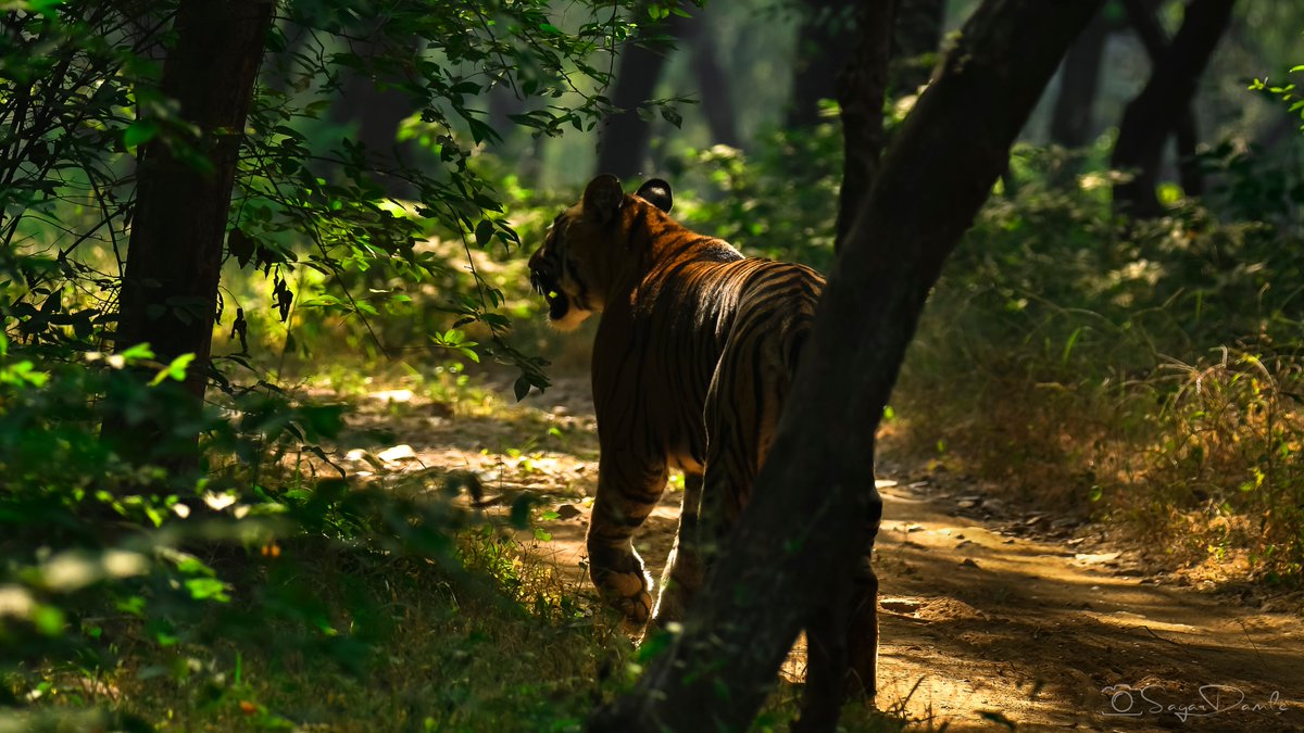 Ever wondered what goes into making one good wildlife photograph?I know threads are boring. But I promise, you will have a good laugh after reading this one. #wildlifephotography  @ParveenKaswan