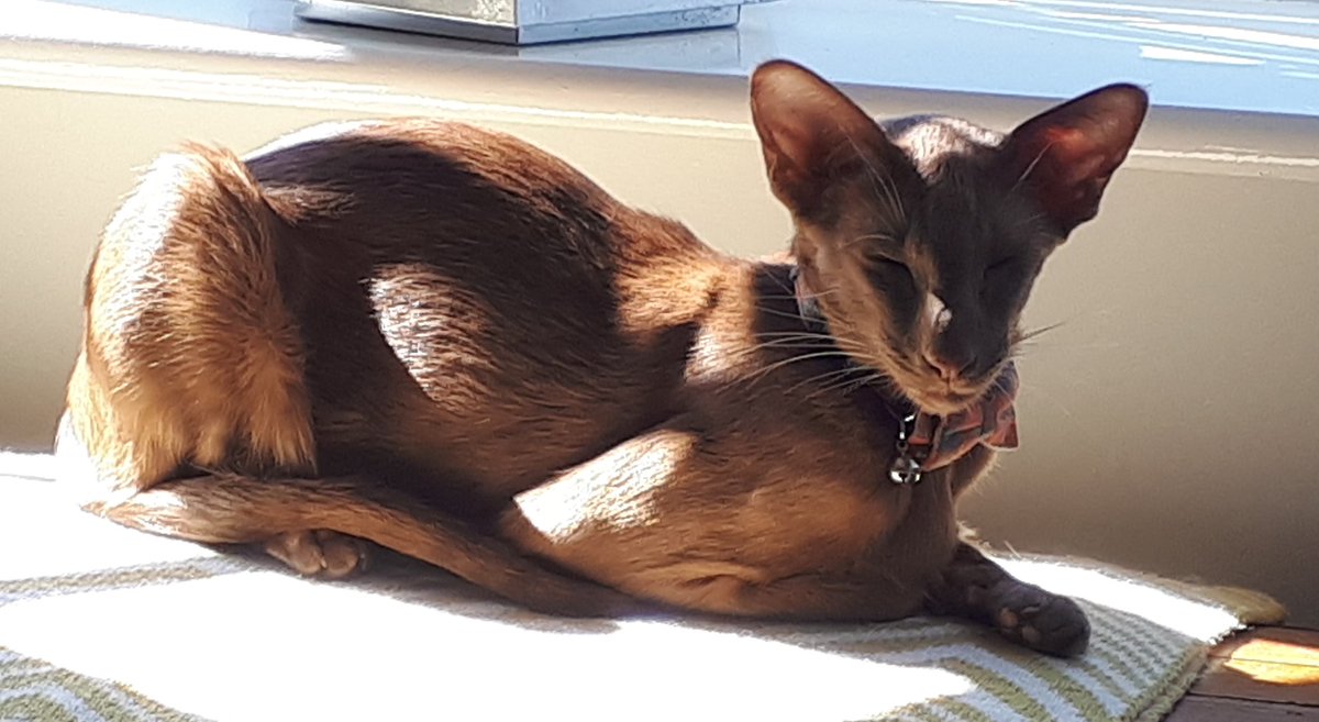 jolenehunter's tweet photo. Cinnamon #CatLoaf is baking nicely this #Wednesday #WheresWalter🐒 #HandsomeElf #catsofinstagram #CatsOfTwitter @Diablo_Siamese https://t.co/ZvYHuXor2C