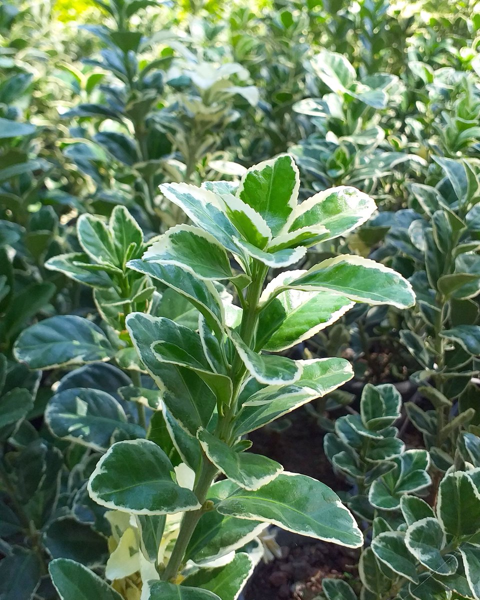 Biraz da Gümüşi Taflan güzelliğini övelim🤩 Herdem yeşil ve dayanıklı bu bitkiler budanabilir, bordür ve çit olarak kullanılmaktadır. Egepark Fidancılık'ta🌿
.
.
.
#silverking #taflan #çıtırtaflan #euonymus #euonymusjaponica #doğa #nature #naturephotography