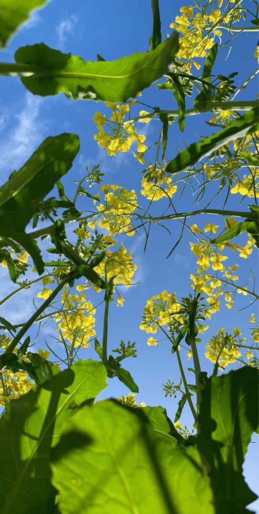 Spring at it’s finest! 😍 #coxrural #pioneerseedsau #agronomy #southeastsa