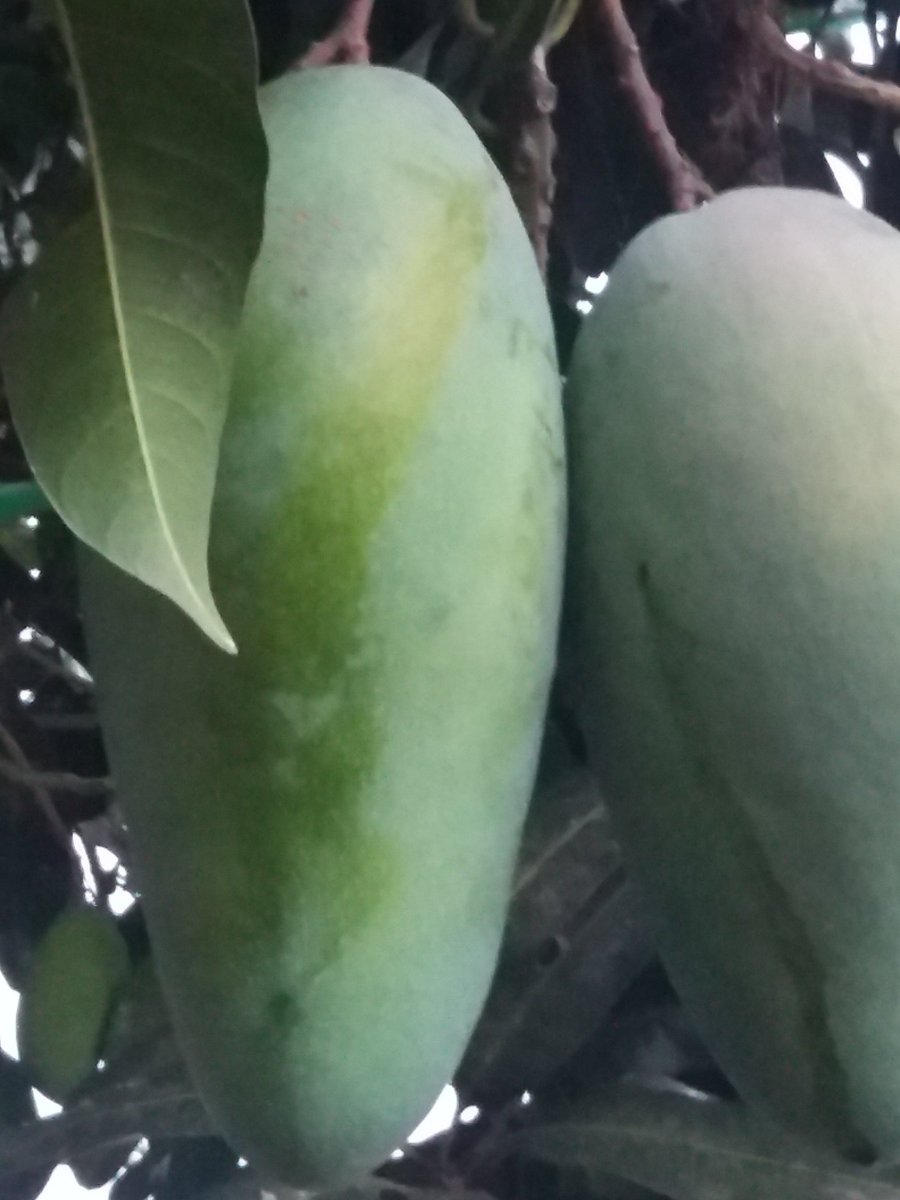 Ngerujak seger nih😊