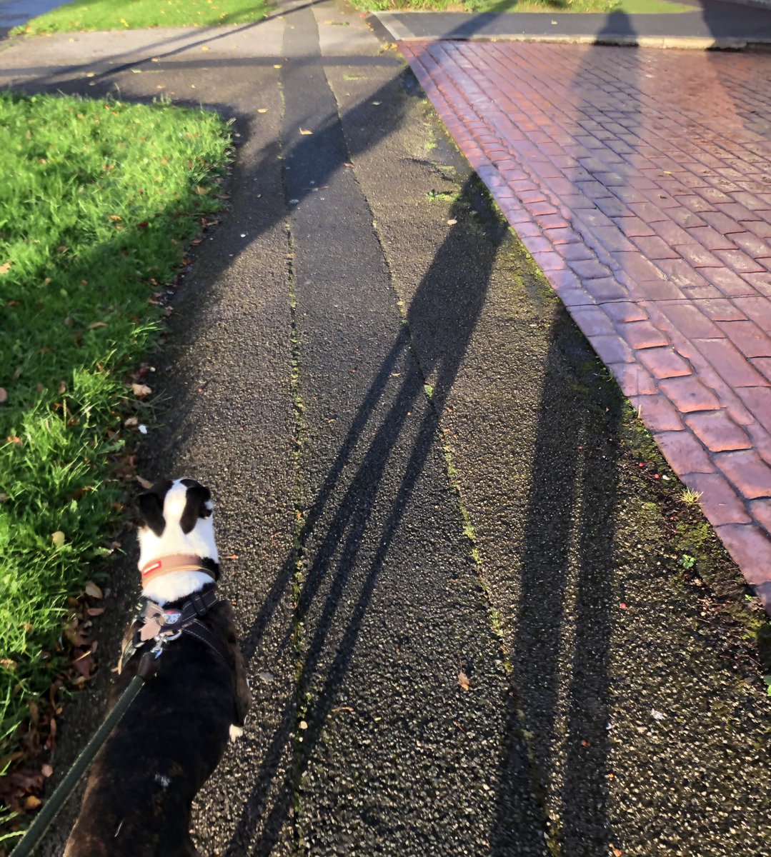 jwbridgethegap's tweet photo. The light was beautiful on this mornings ‘sniff walk’ (Ruby sniffs her way around in the morning) ☀️🌳🐶 #shadows #morningwalk #prettylight #outdoors https://t.co/YES3jAdOr0