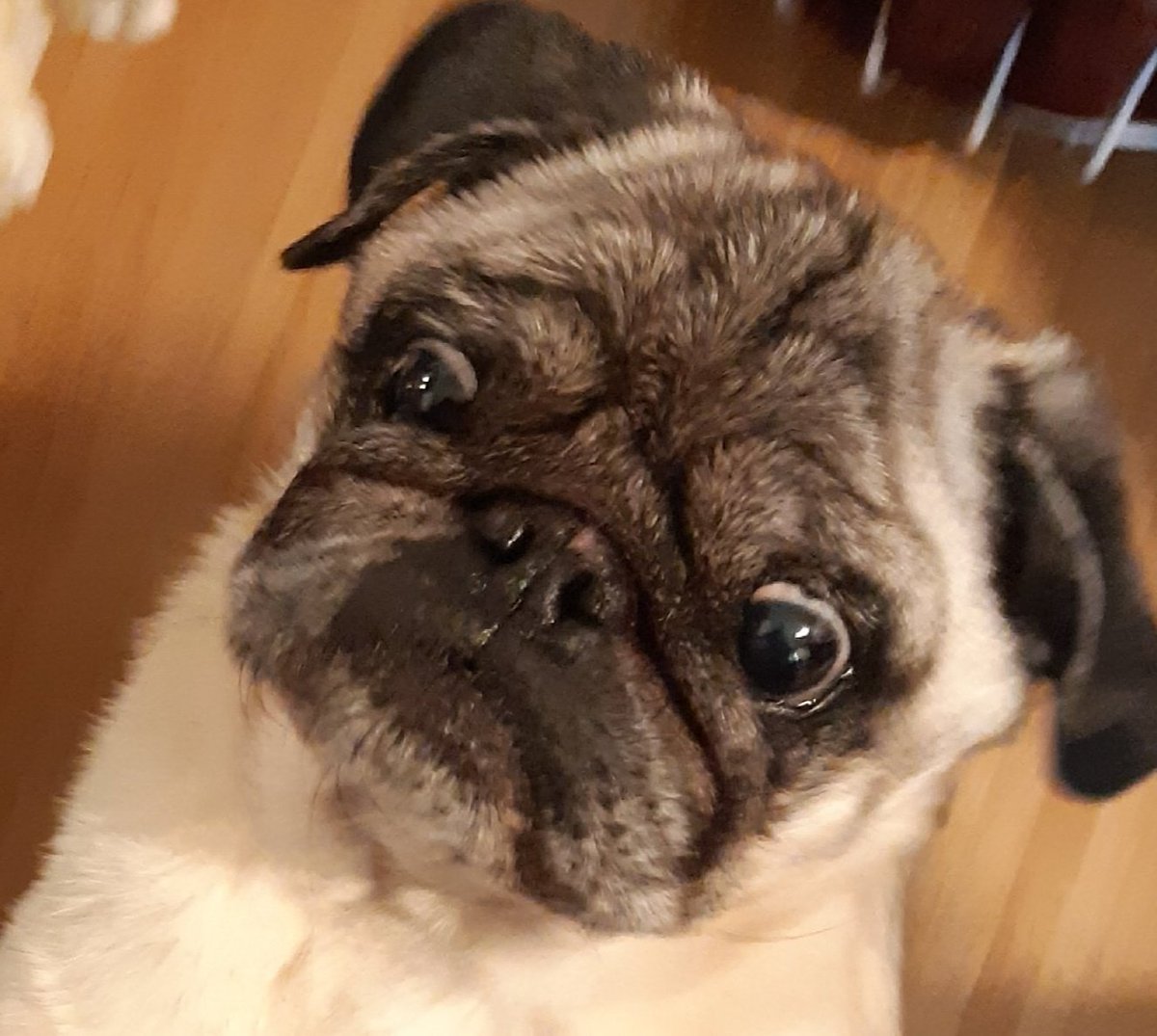 herzblutbarusse's tweet image. Einen schönen #BorisMittwoch wünsche ich euch