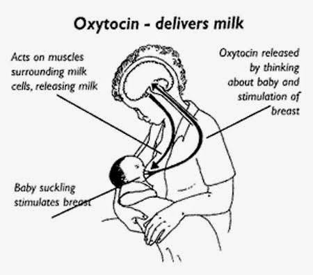 Just Before That...How Does The Body Make Milk Available For The Baby?- By sucking at the breast, the baby triggers tiny nerves in the nipple. These nerves cause hormones to be released.- One of these hormones (PROLACTIN) acts on the milk-making tissues. The other hormone...