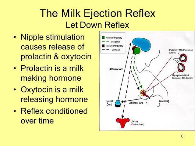 Just Before That...How Does The Body Make Milk Available For The Baby?- By sucking at the breast, the baby triggers tiny nerves in the nipple. These nerves cause hormones to be released.- One of these hormones (PROLACTIN) acts on the milk-making tissues. The other hormone...