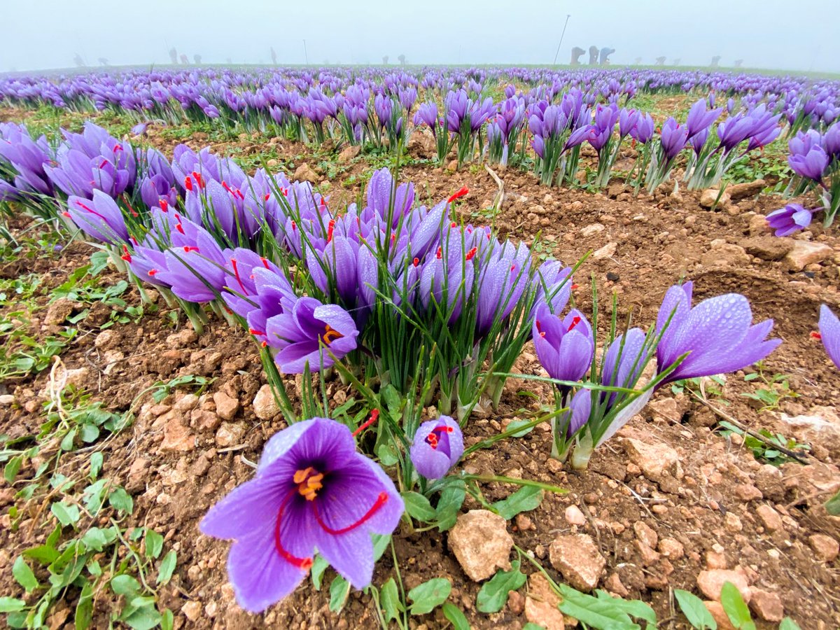 DOP Azafrán de La Mancha tweet media