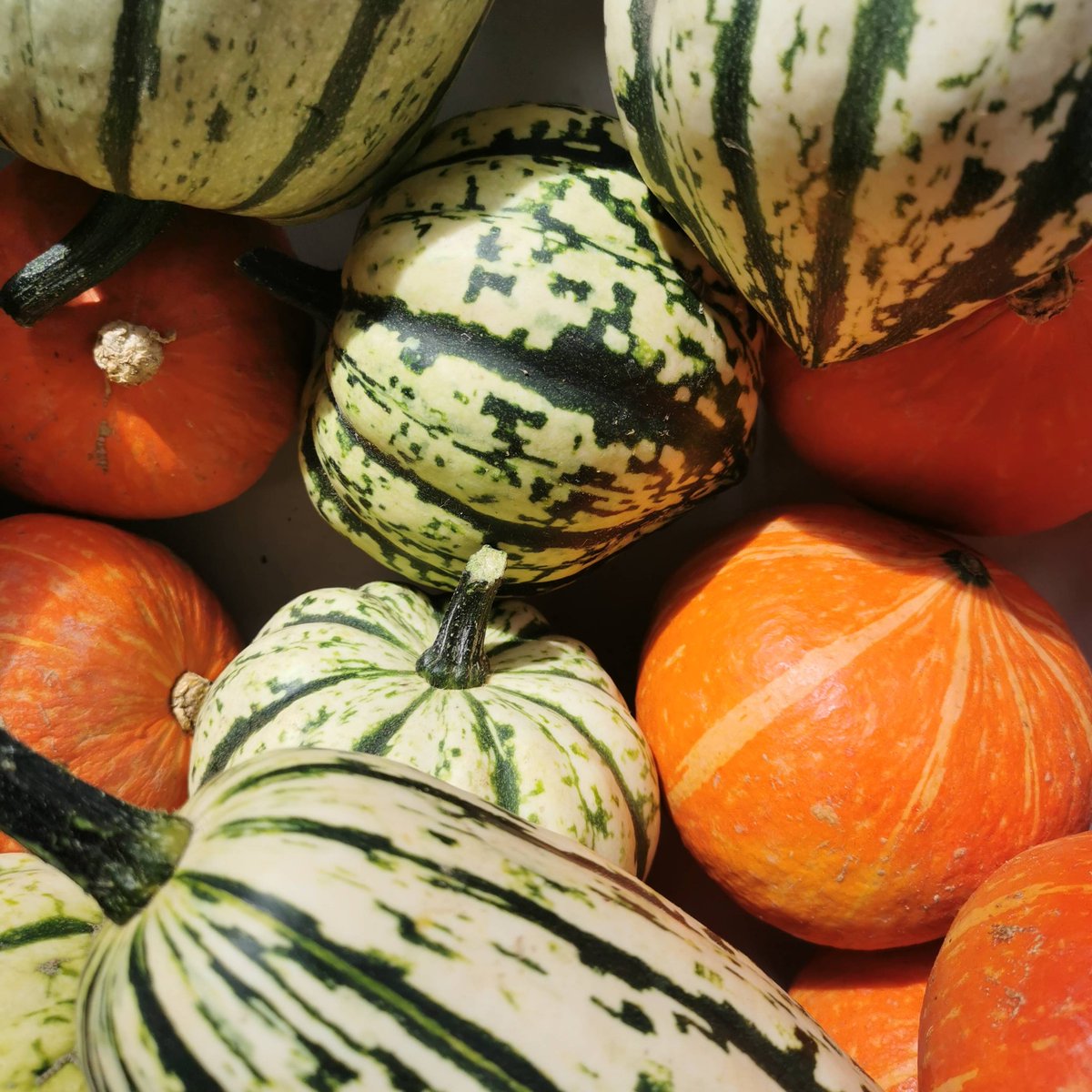 Gorgeous varieties of squash in at the moment. It's getting to be that time of year again!!!

#squash #hokkaido #organic #aberystwyth #fresh #veggies #eattheseasons #eattherainbow