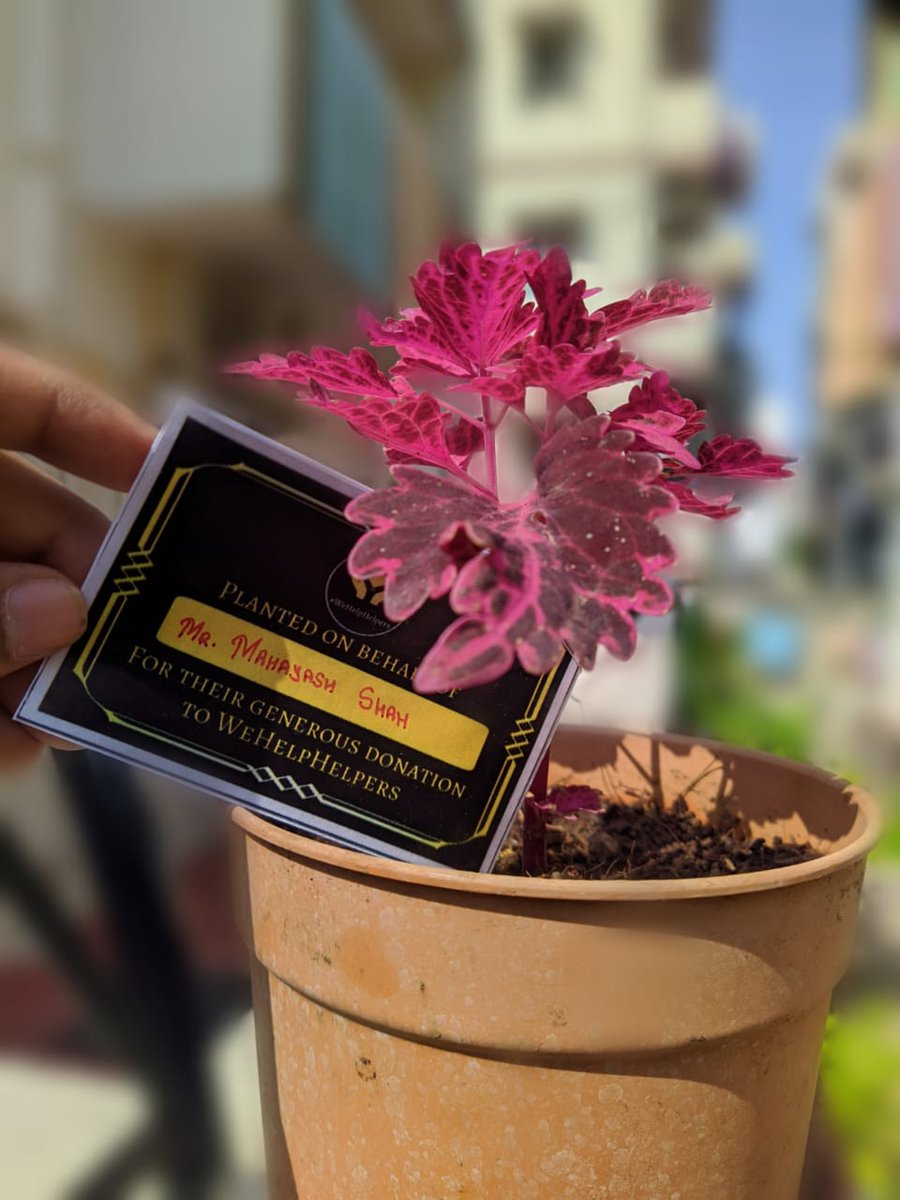 wehelphelpers's tweet image. We at #WeHelpHelpers work tirelessly to distribute essentials not only to the people in need but also our MotherEarth, as a way to give back to the planet.
To show our dedication to this cause, our team planted10more plants making a total of 22for every support of morethan ₹500.