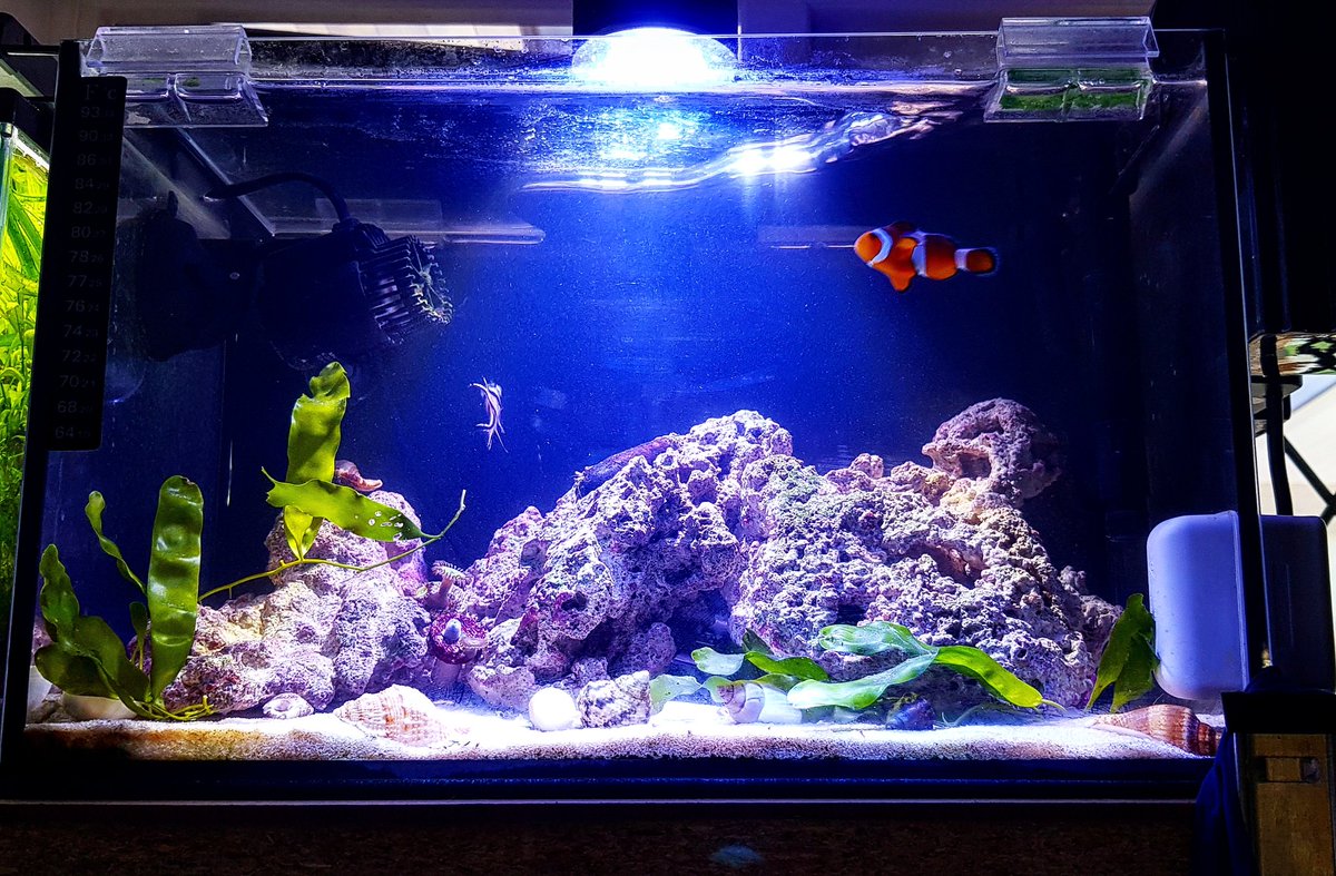 brightfryed's tweet photo. Reef life π Love watching this aquarium grow and mature, its come along away since I started it during lockdown π
.
.
π Head over to my YouTube channel (link in bio) and check out the series playlist on this aquarium.
.
.
#reefaquarium #reeftank #picoreef #saltwateraquarium https://t.co/BOfJ15aq6i