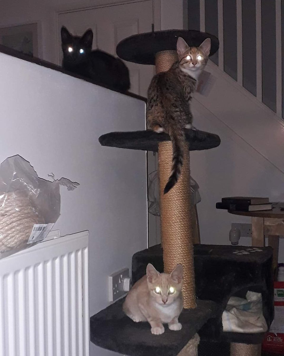 FriendsFelines's tweet image. The kittens are loving the cat tree

#kittens #catrescueuk #felinesupport