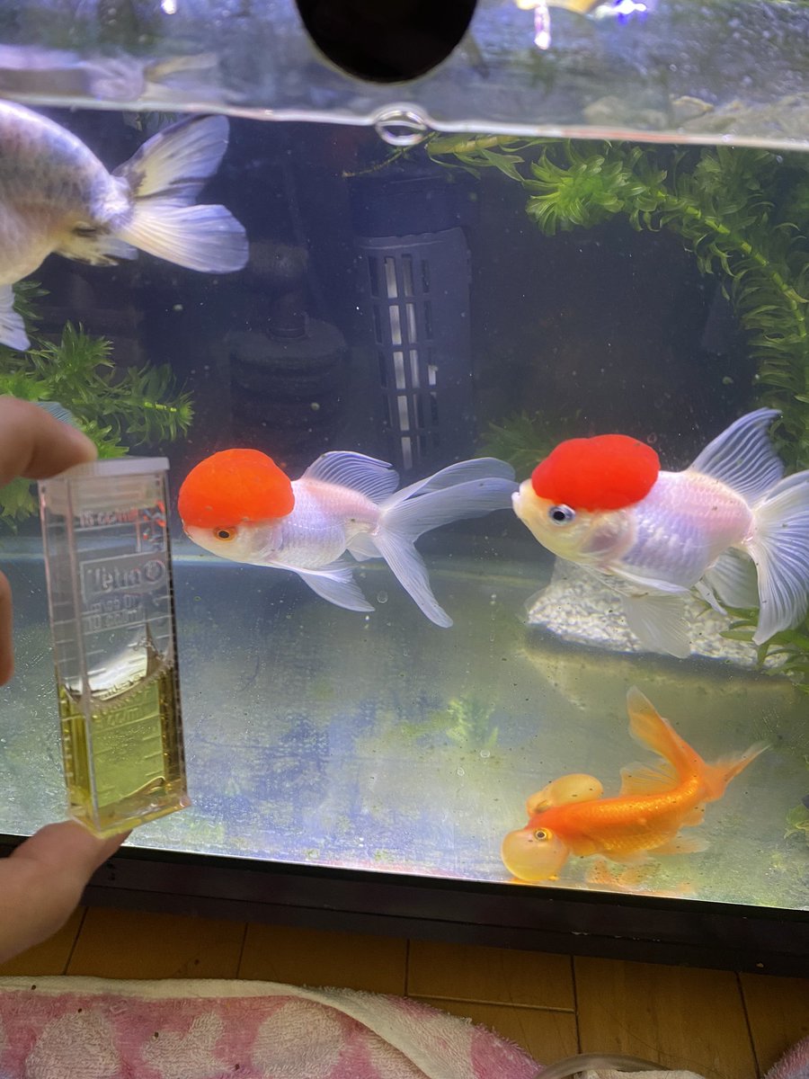 Avainsana 金魚水槽 Twitterissa Avainsana 金魚水槽 Twitterissa