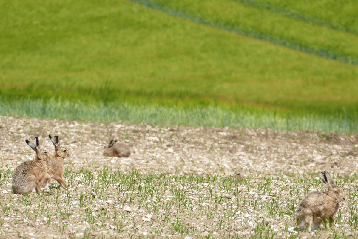 Please buy British food and enjoy our beautiful countryside . Food production and nature can coexist but only if economic.  Pressurise government to ensure high welfare and environmental standards are met in the UK and lower standard food is kept out. #BackBritishFarming