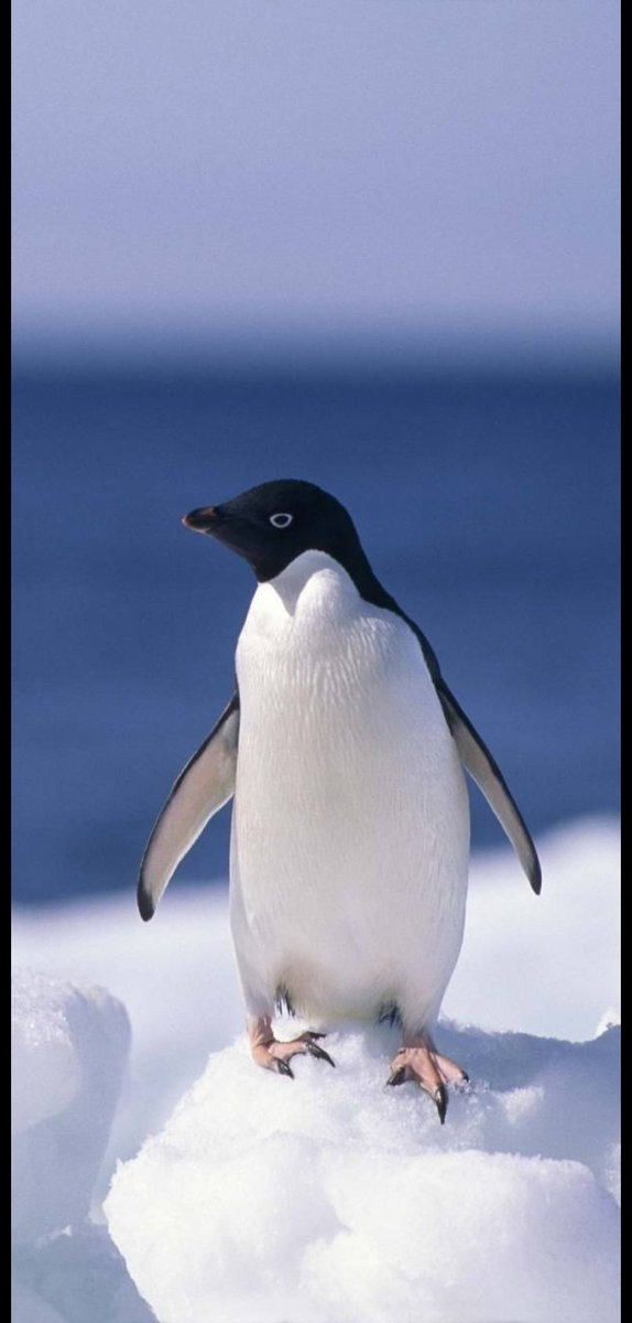 tweet2ashumi's tweet photo. #DeathOfDemocracy
Full support to @KanganaTeam 
This is worst government I have  ever seen looks like baby penguin involved in Disha salian case or ssr case
#IshkaranSinghBhandari 
#westandwithkangana https://t.co/kNTAB7u2US