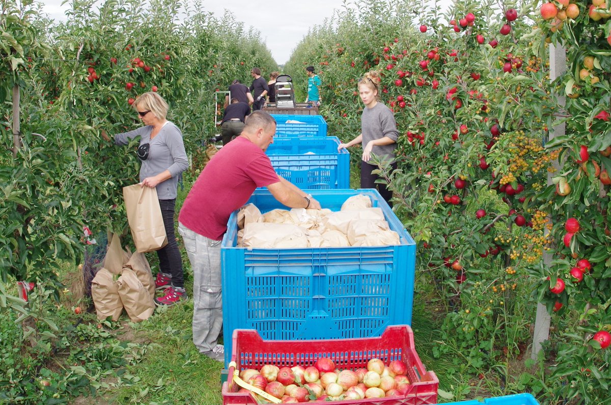 Prec_Hort's tweet photo. ongoing #harvest of Gala #apples in the #EIP project #PRIMEFRUIT all sorted and analysed according to their growing position #1000OGs @dvs_land https://t.co/xUQSq9IyZU