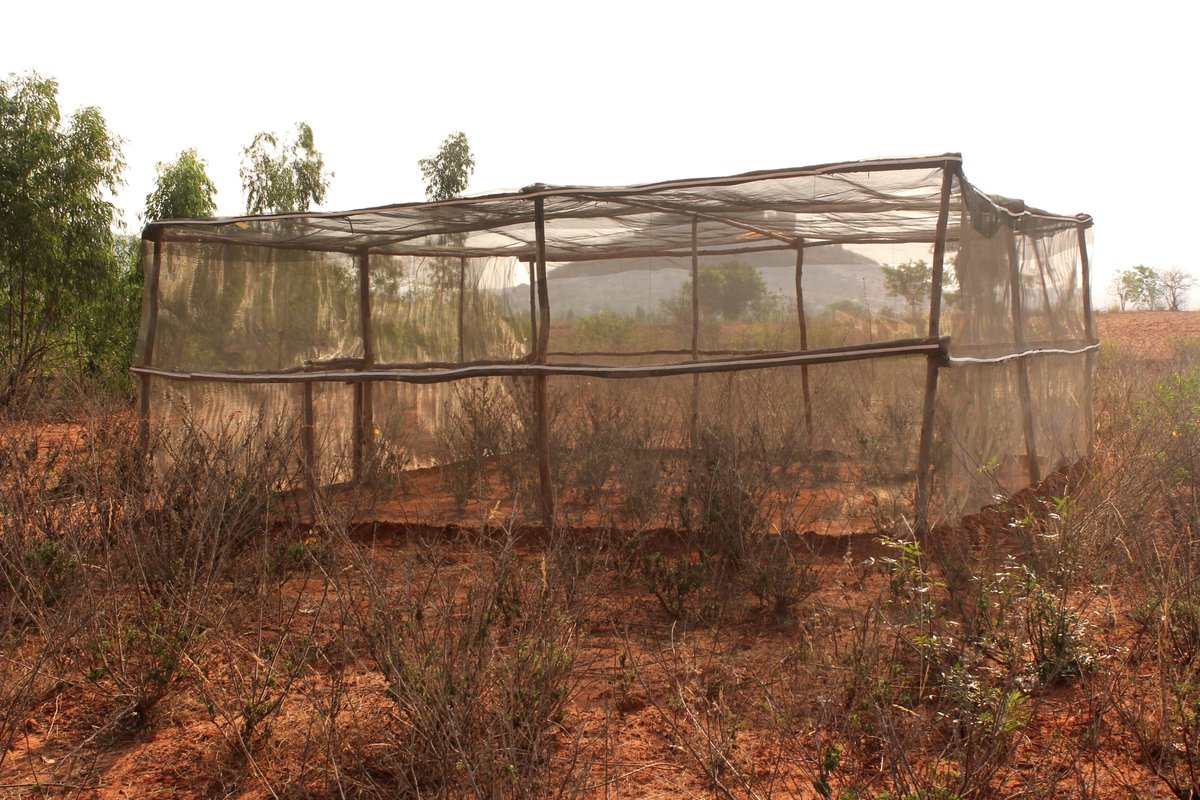 We addressed this question in a field enclosure experiment using natural populations of tree crickets and their predators, green lynx spiders. We built large enclosures (6m X 6m), released crickets and spiders in different ratios and recorded behaviour and survival for a week