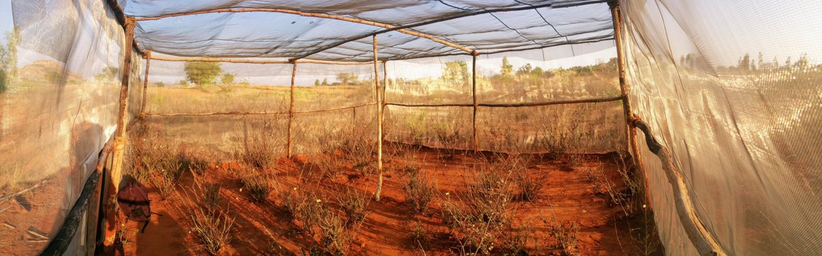 We addressed this question in a field enclosure experiment using natural populations of tree crickets and their predators, green lynx spiders. We built large enclosures (6m X 6m), released crickets and spiders in different ratios and recorded behaviour and survival for a week