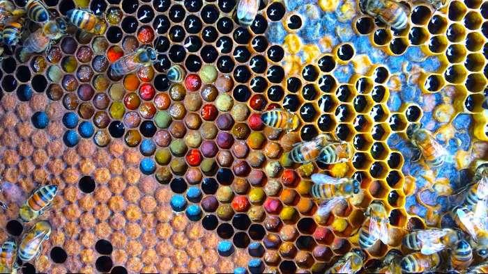 How do #bees 🐝 make #honey 🍯? You probably already know about the most important ingredient needed to make honey: flowers. 🌼 A colony of bees can visit up to 50 million #flowers each day. They're not called busy bees for nothing! ab.co/3hjTFeE #spring #science