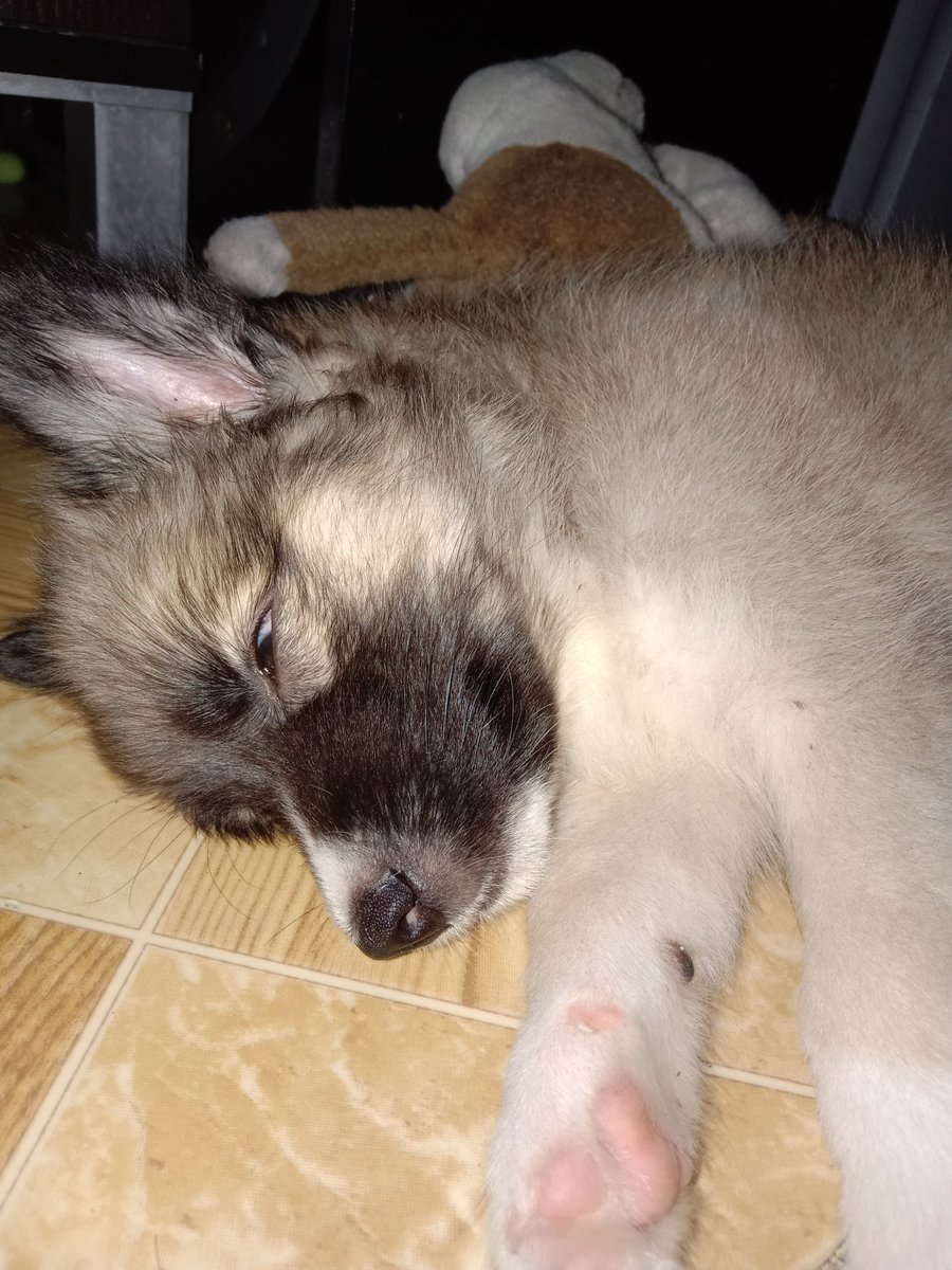 _notyoumike's tweet photo. My new fur baby 🐾🐺 Lily winter ❤ https://t.co/qxoWX40tXC