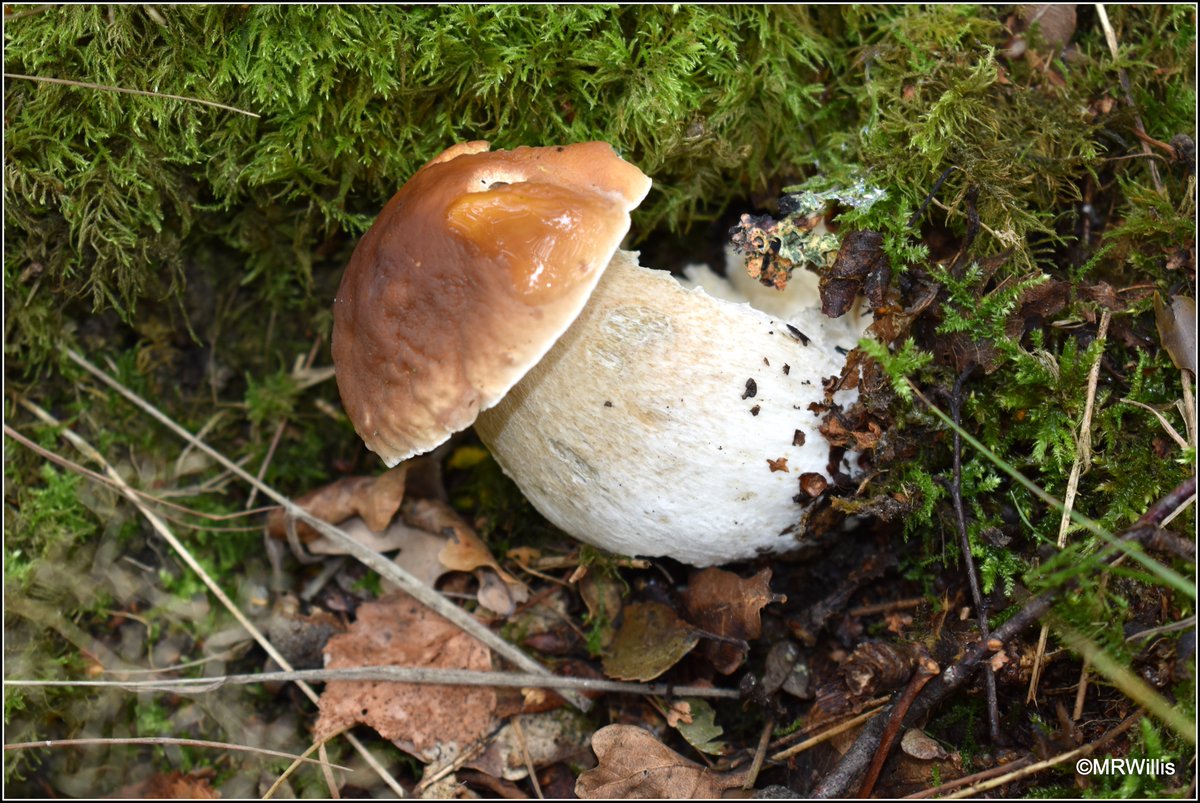 Marksvegplot's tweet image. Early Ceps / Porcini / Penny Buns. Seems like a good year for them, so hoping for bigger harvests in the next few weeks.