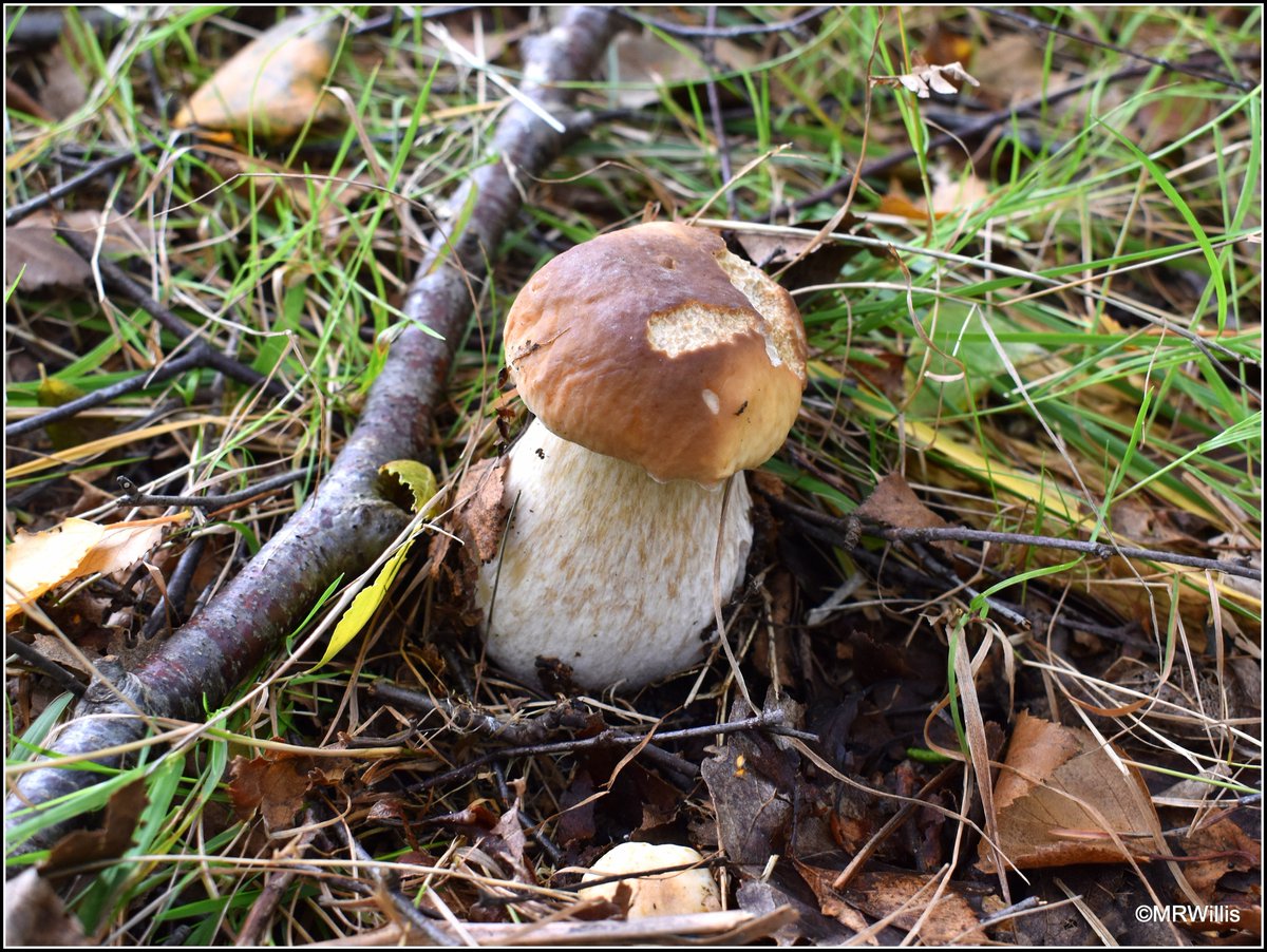 Marksvegplot's tweet image. Early Ceps / Porcini / Penny Buns. Seems like a good year for them, so hoping for bigger harvests in the next few weeks.